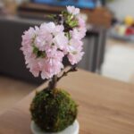 Yuri Nakamura Instagram – いただいた旭山桜が可愛く咲いて
お家でお花見🌸
