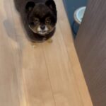 Yuri Nakamura Instagram - 手作りご飯で久しぶりに砂肝をあげたら、取られると思って威嚇😂♥️♥️