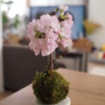 Yuri Nakamura Instagram – いただいた旭山桜が可愛く咲いて
お家でお花見🌸