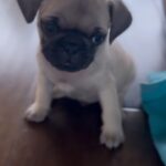 Yvette Monreal Instagram - I’ve been fostering these pups for a little while and now they’re ready for their furever home🐾🏡 if you’re interested in these little ones, they’ll be available to adopt this week. Go to @thelabellefoundation and apply on their website for Smush and Snuggles💗 #adoptdontshop