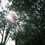 Yvonne Liang Instagram - 小時候我們家其實是四代同堂。 我跟哥哥出生的時候，阿太（客語的曾祖母）還在， 我們一起生活了幾年，沒什麼跟阿太相處的記憶， 但一直都記得她的長相以及嬌小、駝著背的模樣， 還有健康高齡，很有福氣。 隨著阿婆跟阿公相繼去了宇宙環遊， 諾大的房子，偶爾會感覺空蕩一些， 伴隨想念時的傷感， 那些嘮叨又甜蜜的聲音，隨著生命流轉而消失在空氣裡。 花季結束，花季會再來， 在今年，我們家即將又要成為三代同堂了。 當時在猜男生還女生， 全家人都說：不猜，男生女生都好！健康就好！ 直到要公佈性別的前兩天，我跟母親對看， 🧒🏻：『妳覺得？』 👩🏻‍🦱：『男生女生我都喜歡！但就是有一個預感，是男生。 很奇怪喔，因為我每次想像他的樣子， 都是男生的樣子，想要想成女生，又變回男生的樣子。』 🧒🏻：『我！也！是！』 說也奇妙，每當想像著未來有個小矮冬瓜在身邊跑來跑去， 就是一個小男生的感覺。 大嫂照完超音波回來後， 我：『好緊張喔！等一下，先不要講，我再猜一下！』（瘋子） 『妳看照片就知道了。』 此時邏輯雷達響起💡 『等等！妳這句話，已洩漏了一切！』 『？』 『因為⋯只有是男生的特徵，才會看照片就知道！』 （完全把嬰兒性別當成預言家在盤，很有事） 我跟母親的預感真是驚人， 記得看到超音波照片的那天， 我看見他小小的五官和臉龐， 一瞬間哽咽到說不出話，眼淚就這樣噴了出來， 我哥：😀？，我大嫂：😀？ 『不好意思，太感動了！🤍😭』 未來我必定是個內心戲很濃的姑姑， 但我已經感覺到我會超級超級愛你的。 此刻的盼望和期待， 就是我們一家人最幸福的時刻，最好的時光。 已經迫不及待想要見到你， 未來那個可愛的小奶音喊著：古ㄍㄨ～古ㄍㄨ～ 🐓🐓🐓