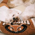 Yvonne Liang Instagram - 小時候我們家其實是四代同堂。 我跟哥哥出生的時候，阿太（客語的曾祖母）還在， 我們一起生活了幾年，沒什麼跟阿太相處的記憶， 但一直都記得她的長相以及嬌小、駝著背的模樣， 還有健康高齡，很有福氣。 隨著阿婆跟阿公相繼去了宇宙環遊， 諾大的房子，偶爾會感覺空蕩一些， 伴隨想念時的傷感， 那些嘮叨又甜蜜的聲音，隨著生命流轉而消失在空氣裡。 花季結束，花季會再來， 在今年，我們家即將又要成為三代同堂了。 當時在猜男生還女生， 全家人都說：不猜，男生女生都好！健康就好！ 直到要公佈性別的前兩天，我跟母親對看， 🧒🏻：『妳覺得？』 👩🏻‍🦱：『男生女生我都喜歡！但就是有一個預感，是男生。 很奇怪喔，因為我每次想像他的樣子， 都是男生的樣子，想要想成女生，又變回男生的樣子。』 🧒🏻：『我！也！是！』 說也奇妙，每當想像著未來有個小矮冬瓜在身邊跑來跑去， 就是一個小男生的感覺。 大嫂照完超音波回來後， 我：『好緊張喔！等一下，先不要講，我再猜一下！』（瘋子） 『妳看照片就知道了。』 此時邏輯雷達響起💡 『等等！妳這句話，已洩漏了一切！』 『？』 『因為⋯只有是男生的特徵，才會看照片就知道！』 （完全把嬰兒性別當成預言家在盤，很有事） 我跟母親的預感真是驚人， 記得看到超音波照片的那天， 我看見他小小的五官和臉龐， 一瞬間哽咽到說不出話，眼淚就這樣噴了出來， 我哥：😀？，我大嫂：😀？ 『不好意思，太感動了！🤍😭』 未來我必定是個內心戲很濃的姑姑， 但我已經感覺到我會超級超級愛你的。 此刻的盼望和期待， 就是我們一家人最幸福的時刻，最好的時光。 已經迫不及待想要見到你， 未來那個可愛的小奶音喊著：古ㄍㄨ～古ㄍㄨ～ 🐓🐓🐓