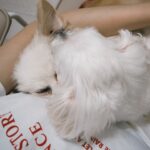 Yvonne Liang Instagram - · 💭養精蓄銳的日子，想到之後的新挑戰又迫不及待。 💭使用腦力與判斷力再加一點勇氣的高峰。 💭和純淨氣質的人在一起都會有種被淨化的感覺。 💭為有時瘋魔的自律感到滿意。 💭最近做了很多不可思議的夢，夢境應該就是人生的另一個平行時空吧。 💭僅僅是一個眼神，就覺得足夠浪漫。 💭家裡來了綠繡眼朋朋築巢： 『動物似乎有預知的本能，懂得遠離災害，鳥類會往磁場較好的位置聚集，找尋美好安全的地方來築巢，以繁衍後代。「鳥」雖為禽，意象為鳳，有鳳來儀是件喜事，牠們把窩安在哪裡，就表示此地的風水、氣場都非常好。』 💭週六有檳城玩很大500集，烈陽溼汗，與熱情的我們。
