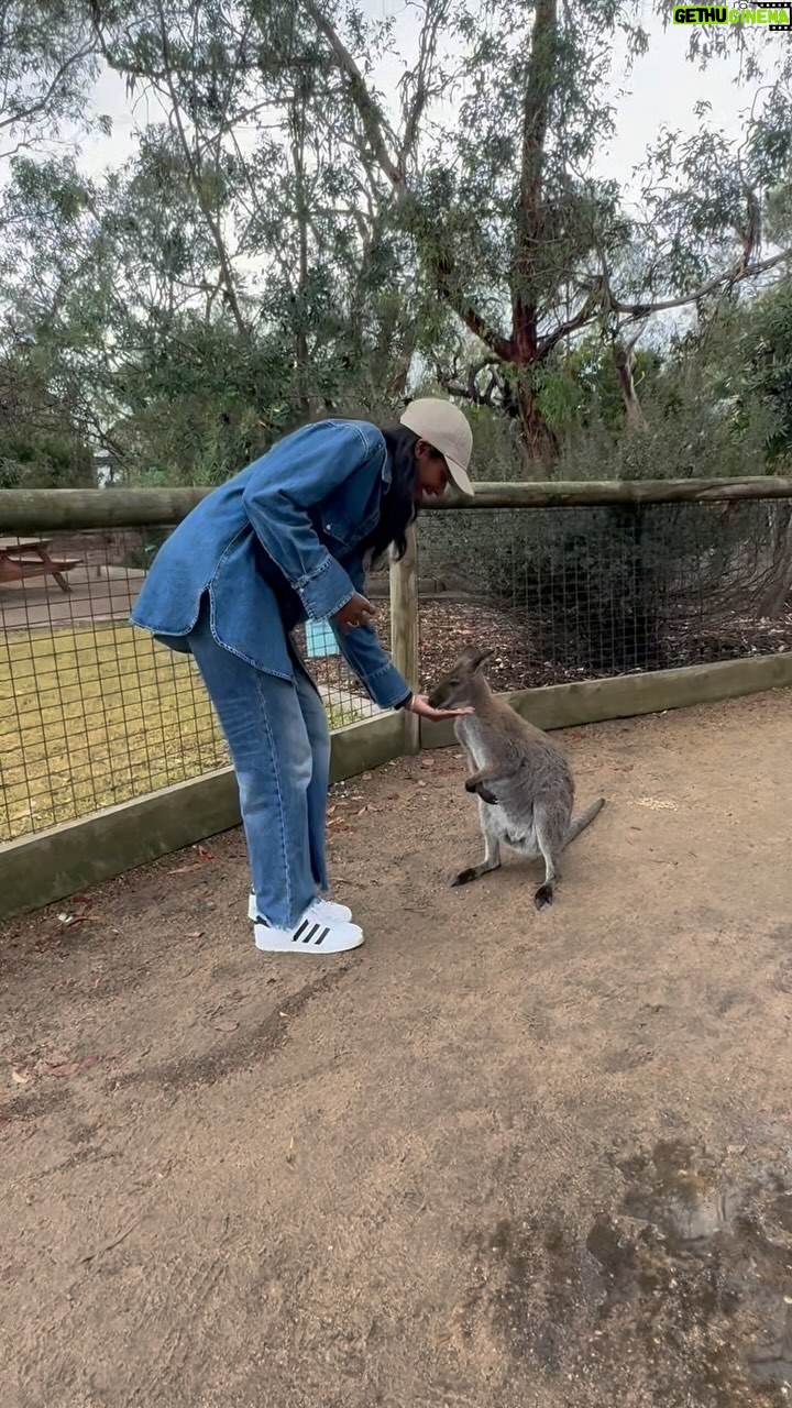 Zainab Johnson Instagram - Went to a sanctuary and fed Kangaroos today. At first I was afraid to let them eat directly out of my hand but as the day went on I managed to get over my fear. Growth is π even if only a little at a time. #jacks #australia #travel #joeys #kangaroo #sanctuary #comedy #standup