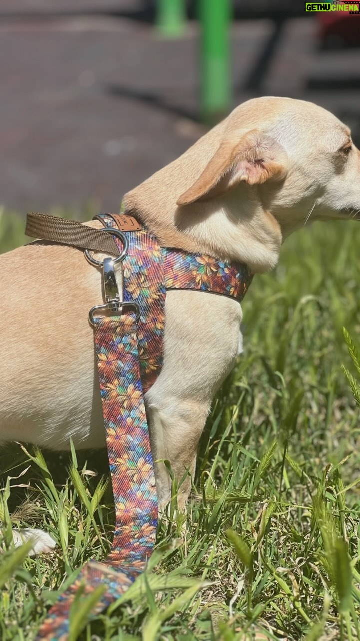 Zeynep Gülmez - 124 Likes - sizleri köpek tasması konusunda güzel bir markayla tanıştırmak istiyorum . @stardog.design . Çok kullanışlı kaliteli ve pratik tasmaları denemenizi tavsiye ederim 🙏🏻 #reklamdeğiltavsiye #köpektasması