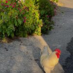 Zeynep Atılgan Instagram - 🍄☘️🐓