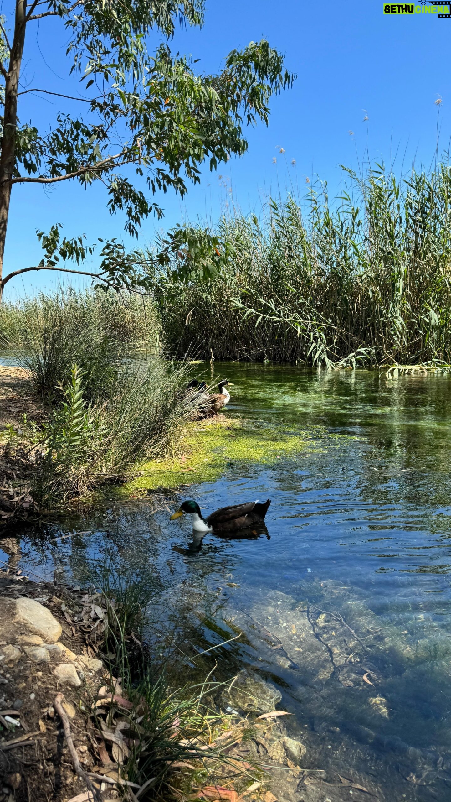 Zeynep Özkaya Instagram - İlk defa Akyaka’ya geldim ve gördüğünüz gibi aşık oldum🫠🩵🦆 Bu kadar huzurlu ve doğa harikası bir yer olamaz iyi ki getirdiniz beni canım şeflerim @ddamlademirell @cembrdrlu 🫶🏻 📍Kahveleri, kendi özel limonataları ve aşırı şirin butikleri için @lemongrasscommunity ‘ye mutlaka uğrayın. Bilekliği oradan aldım🙃 Akyaka’ya 5-10 dk mesafede Akçapınar’da. 📍Akşam yemeğini de Akyaka’da @halilinyerirestaurant ‘ta yedik. Mezeler güzeldi ama standart diyebilirim. Esas güzel olan ortamı ve manzarası bence kesinlikle gidilmeli! #reklam