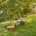Zhanna Martirosyan Instagram - "Вино из одуванчиков. Самые эти слова — точно лето на языке. Вино из одуванчиков — пойманное и закупоренное в бутылки лето. И теперь, когда Дуглас знал, по-настоящему знал, что он живой, что он затем и ходит по земле, чтобы видеть и ощущать мир, он понял еще одно: надо частицу всего, что он узнал, частицу этого особенного дня — дня сбора одуванчиков — тоже закупорить и сохранить; а потом настанет такой зимний январский день, когда валит густой снег, и солнца уже давным-давно никто не видел, и, может быть, это чудо позабылось, и хорошо бы его снова вспомнить, — вот тогда он его откупорит!" Рэй Брэдбери «Вино из одуванчиков»