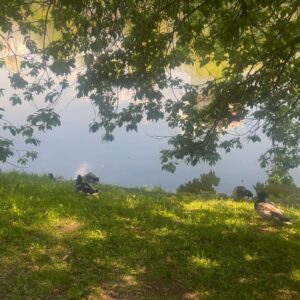 Zhanna Martirosyan Instagram - "Вино из одуванчиков. Самые эти слова — точно лето на языке. Вино из одуванчиков — пойманное и закупоренное в бутылки лето. И теперь, когда Дуглас знал, по-настоящему знал, что он живой, что он затем и ходит по земле, чтобы видеть и ощущать мир, он понял еще одно: надо частицу всего, что он узнал, частицу этого особенного дня — дня сбора одуванчиков — тоже закупорить и сохранить; а потом настанет такой зимний январский день, когда валит густой снег, и солнца уже давным-давно никто не видел, и, может быть, это чудо позабылось, и хорошо бы его снова вспомнить, — вот тогда он его откупорит!"
Рэй Брэдбери «Вино из одуванчиков»
