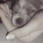 Zilan Duru Instagram - Charlot’um.. 1 aylıkken yine böyle bir sonbahar günü gelmiştin bana.. Biberonla büyüttüm, 22 yaşındaydım 13 sene şahane bir gençlik yaşattın bana, ben seni değil sen beni büyüttün. Dünyanın kötülüğünde ne ile karşılaşsam gelip sana sığınırdım ve tüm kötülükler dışarıda kalırdı.. Sonra aramıza Marilyn dahil oldu (şu an cennette seni karşıladığını umuyorum) ve sonra Audrey’le mutlu büyük bir aile olduk.. Kimseden görmediğim karşılıksız sevgiyi sizden gördüm, aile nedir pek bilmem.. Benim ailem, en sevdiklerim siz oldunuz hayatta.. Önce Marilyn gitti, sonra üç ameliyatla iki sene bu hastalıkla mücadele ettik seninle, ama sen o kadar güçlü bir çocuktun ki her şeye rağmen öngörülenden daha uzun süre hayata tutundun, bırakmadın beni. Yaşamayı hep sevdin, bana bile sevdirdin.. Su gibi aktı zaman seninle.. Sen benim gençliğim, sığınağımdın.. Bu bir veda değil, bu bir teşekkür. Hayatıma girip bana mutluluk verdiğin için teşekkür ederim, beni sevdiğin ve sevgimi kabul ettiğin için teşekkür ederim. Yaşatacağım anılar için, ailem olduğun için teşekkür ederim, sonsuza kadar.. Ama en önemlisi, sonunda gitmene izin verdim ve bunu sana söyleyince kendiliğinden gittin, meğer ne zor dayanmışsın o yükle.. Hem de 4 Ekim hayvanları koruma gününde.. Sen benim ilk ve son aşkım, evimin tek erkek çocuğu olarak kalacaksın, dedene ve Marilyn’e selam söyle.. Audrey’le yanınıza geleceğimiz güne kadar.. Son fotoğraftaki gibi, cennette de arkadaşlarınla böyle koş oyna… Huzurla uyu en sevdiğim… Her an yanımda olacaksın.. 11.08.2010 - 04.10.2023♾️