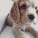 Zilan Duru Instagram - Charlot’um.. 1 aylıkken yine böyle bir sonbahar günü gelmiştin bana.. Biberonla büyüttüm, 22 yaşındaydım 13 sene şahane bir gençlik yaşattın bana, ben seni değil sen beni büyüttün. Dünyanın kötülüğünde ne ile karşılaşsam gelip sana sığınırdım ve tüm kötülükler dışarıda kalırdı.. Sonra aramıza Marilyn dahil oldu (şu an cennette seni karşıladığını umuyorum) ve sonra Audrey’le mutlu büyük bir aile olduk.. Kimseden görmediğim karşılıksız sevgiyi sizden gördüm, aile nedir pek bilmem.. Benim ailem, en sevdiklerim siz oldunuz hayatta.. Önce Marilyn gitti, sonra üç ameliyatla iki sene bu hastalıkla mücadele ettik seninle, ama sen o kadar güçlü bir çocuktun ki her şeye rağmen öngörülenden daha uzun süre hayata tutundun, bırakmadın beni. Yaşamayı hep sevdin, bana bile sevdirdin.. Su gibi aktı zaman seninle.. Sen benim gençliğim, sığınağımdın.. Bu bir veda değil, bu bir teşekkür. Hayatıma girip bana mutluluk verdiğin için teşekkür ederim, beni sevdiğin ve sevgimi kabul ettiğin için teşekkür ederim. Yaşatacağım anılar için, ailem olduğun için teşekkür ederim, sonsuza kadar.. Ama en önemlisi, sonunda gitmene izin verdim ve bunu sana söyleyince kendiliğinden gittin, meğer ne zor dayanmışsın o yükle.. Hem de 4 Ekim hayvanları koruma gününde.. Sen benim ilk ve son aşkım, evimin tek erkek çocuğu olarak kalacaksın, dedene ve Marilyn’e selam söyle.. Audrey’le yanınıza geleceğimiz güne kadar.. Son fotoğraftaki gibi, cennette de arkadaşlarınla böyle koş oyna… Huzurla uyu en sevdiğim… Her an yanımda olacaksın.. 11.08.2010 - 04.10.2023♾️