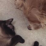 Zilan Duru Instagram - Charlot’um.. 1 aylıkken yine böyle bir sonbahar günü gelmiştin bana.. Biberonla büyüttüm, 22 yaşındaydım 13 sene şahane bir gençlik yaşattın bana, ben seni değil sen beni büyüttün. Dünyanın kötülüğünde ne ile karşılaşsam gelip sana sığınırdım ve tüm kötülükler dışarıda kalırdı.. Sonra aramıza Marilyn dahil oldu (şu an cennette seni karşıladığını umuyorum) ve sonra Audrey’le mutlu büyük bir aile olduk.. Kimseden görmediğim karşılıksız sevgiyi sizden gördüm, aile nedir pek bilmem.. Benim ailem, en sevdiklerim siz oldunuz hayatta.. Önce Marilyn gitti, sonra üç ameliyatla iki sene bu hastalıkla mücadele ettik seninle, ama sen o kadar güçlü bir çocuktun ki her şeye rağmen öngörülenden daha uzun süre hayata tutundun, bırakmadın beni. Yaşamayı hep sevdin, bana bile sevdirdin.. Su gibi aktı zaman seninle.. Sen benim gençliğim, sığınağımdın.. Bu bir veda değil, bu bir teşekkür. Hayatıma girip bana mutluluk verdiğin için teşekkür ederim, beni sevdiğin ve sevgimi kabul ettiğin için teşekkür ederim. Yaşatacağım anılar için, ailem olduğun için teşekkür ederim, sonsuza kadar.. Ama en önemlisi, sonunda gitmene izin verdim ve bunu sana söyleyince kendiliğinden gittin, meğer ne zor dayanmışsın o yükle.. Hem de 4 Ekim hayvanları koruma gününde.. Sen benim ilk ve son aşkım, evimin tek erkek çocuğu olarak kalacaksın, dedene ve Marilyn’e selam söyle.. Audrey’le yanınıza geleceğimiz güne kadar.. Son fotoğraftaki gibi, cennette de arkadaşlarınla böyle koş oyna… Huzurla uyu en sevdiğim… Her an yanımda olacaksın.. 11.08.2010 - 04.10.2023♾️
