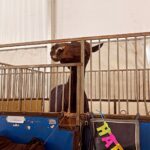 Zosia Mamet Instagram - 🐴 show fits lately