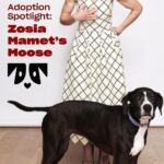 Zosia Mamet Instagram - Meet Oh Norman Pack members Zosia and her sweet companion, Moose! Moose’s adoption was a true Christmas miracle🎄. So, if anyone is wondering what you might like for the holiday season, share this post with them for some inspiration! Moose ❤️ 🐾 Age: 9 1/2 years (9 years with Zosia) 🐾 Breed Mix: Possibly a lab hound pit mix 🐾 Personality: Funny, sassy, playful, chill 🐾 Cuddling Habits: Follows a cuddle schedule family members are expected to adhere to. Early mornings are reserved for cuddles with Evan (Zosia’s husband) 🐾 Hidden Talent: Has mastered the art of the Chewbacca impersonation, a specific growl-howl that is amplified by a decimated bone used as a microphone 🐾 Social Butterfly: Adores humans, especially babies Got a fun adoption story like Zosia’s? We’re dying to read it in the comments below. 🐶❤️ #Adoptdontshop ALWAYS! Each Oh Norman purchase supports pups just like Moose.