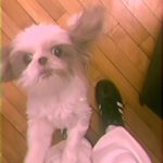 Zosia Mamet Instagram - Friends, food, fittings, fitness and dogs