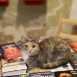 Zoya Yarovitsyna Instagram - Первая встреча Большого книжного клуба состоялась! Спасибо всем за интересный вечер, а @kotocafe «Котики и люди» - за гостеприимство и котиков 🤍