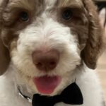 A.J. Buckley