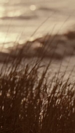 Aaron Dessner Instagram - I'm so excited for you all to finally hear "Carolina", a hauntingly beautiful song @taylorswift wrote, based on @authordeliaowens’ incredible novel "Where the Crawdads Sing", and which will feature in @crawdadsmovie, a forthcoming movie based on the book. It's one of my favorite songs Taylor has written and it was an honor to help her record and produce it.  We played old acoustic instruments and channeled the eery beauty of the North Carolina marsh where the story is set. It sounds fittingly like this recording could have been made a long time ago. I hope you enjoy it as much as we do. 

Thanks so much to @reidjenkinsmusic for playing fiddle and @heyjonlow for mixing.