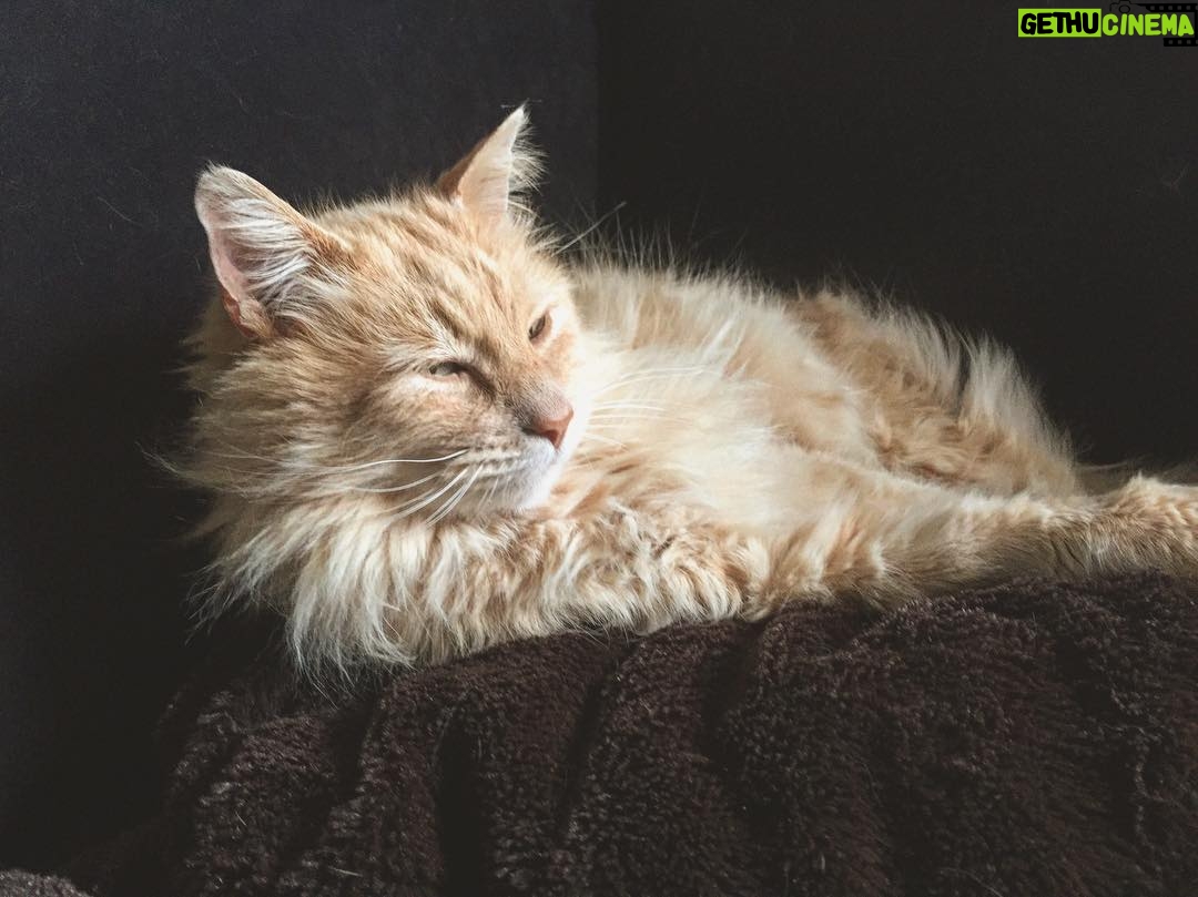 Aaron Marciniak - 650 Likes - It’s Friday and King Tanner says “leave me be.” #tgif #cat #sleep