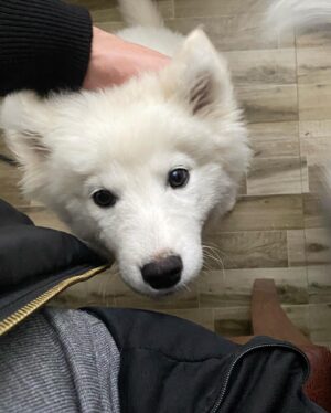 Aashirman DS Joshi Instagram - Kaka/Uncle ready 👶🏻🍼🐾
