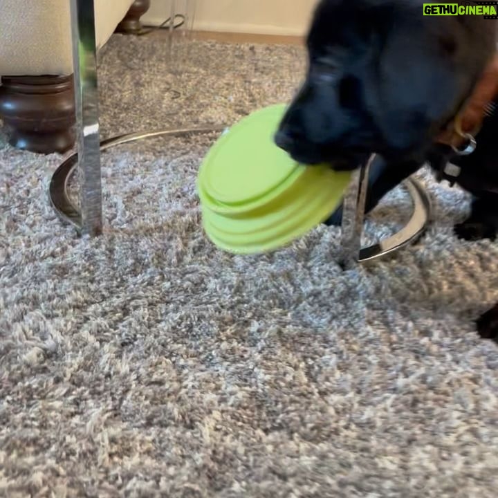 Abbie Cobb - 661 Likes - Beto how I ♥️ you!
1: Beto vs Momhugs
2: Beto vs Modus
3: Beto vs the lake
4: Beto vs the Couch Cushion
5: Beto vs the Dentist
6: Beto vs not leaving til you play with me more
7: 🐶 ♥️