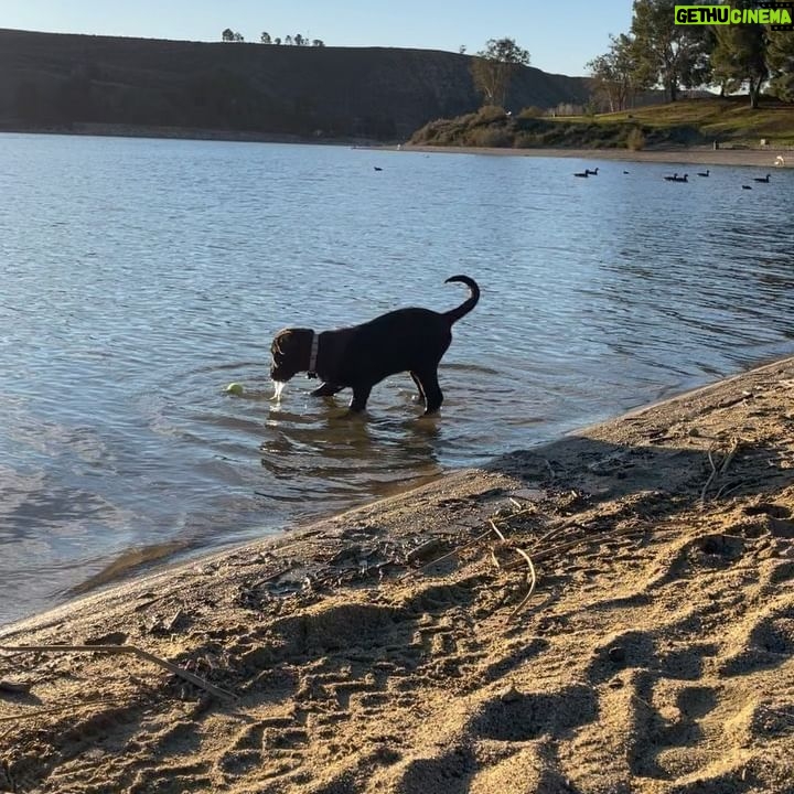 Abbie Cobb - 661 Likes - Beto how I ♥️ you!
1: Beto vs Momhugs
2: Beto vs Modus
3: Beto vs the lake
4: Beto vs the Couch Cushion
5: Beto vs the Dentist
6: Beto vs not leaving til you play with me more
7: 🐶 ♥️