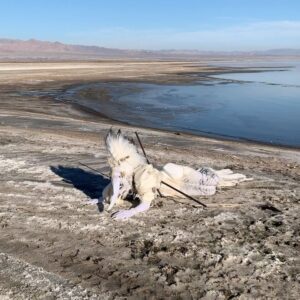 Abhora Instagram - Ghost Shark, or Caught and Forgotten

Corset by @houseofcanney 
Hair by @fenabarbitall 
Photo by @vampirechinese 
Accessories by @shrinkle 
Special assisstance by @hailsatanna 

My Sea Monster challenge is dedicated to the mysterious beauty if the Salton Sea. Its such an enchanting place with a rich and tragic history of once being a unique body of water completely landlocked in the desert. Once a highly saught after resort town now lies in ruin due to rising salt levels due to a myriad of factors. Most of which being agricultural runoff, but the blame lies in a lack of congressional interest. A distinct feature to this place is the indescribable smell of exposed sea bed and the massive graveyard of fish corpses. Its a beautiful community worth saving! Save Our Seas!