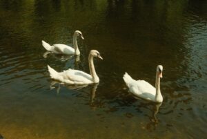 Adam DiMarco Instagram - camera test 🦢🦢🦢