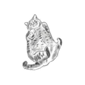 Adam Hagenbuch Instagram - From here on out I’m just gunna draw pictures of fat cats and NOBODY can stop me.
.
.
#fatcats #fatcatfridays #cats #chonk #🐈