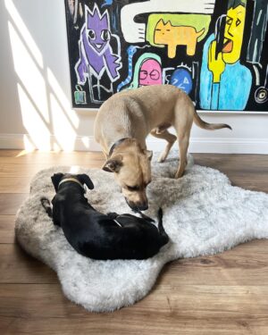 Adam Rippon Instagram - Say hi to Tracy 🥹🥹🥹❤️❤️❤️ She’s perfect and already so good at ripping apart a roll of toilet paper. @pupswithoutborders, WE LOVE YOU (and we love Tracy’s foster parents who took such amazing care of her!)