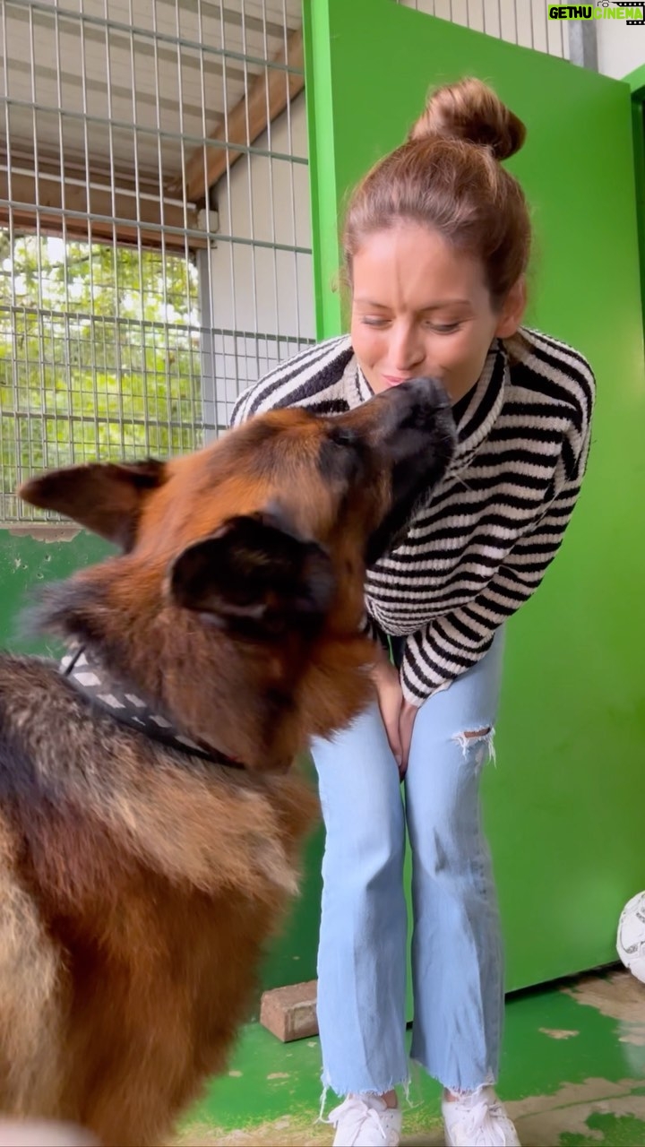 Adeline Vetter - 2.3K Likes - La protection animale fait partie de mon ADN et est indissociable de la personne que je suis.
Chiens, chats, lapins: les cages sont aujourd’hui plus que pleines à la SPA de Strasbourg qui n’est qu’un exemple parmi tant d’autres. Naïvement je pensais qu’à l’aube de 2024, les mentalités avaient changées, que les gens avaient compris qu’avoir un animal impliquait de s’en occuper quoiqu’il en coûte. Il y’a les accidents de la vie certes, mais il y’a surtout la lâcheté humaine.
Et je peux vous dire que s’il n’y avait pas une équipe de bénévoles comme celle que j’ai rencontré, j’aurai honte d’être humaine. Mais heureusement, la bonté existe encore, et elle était présente dans le cœur de chacune des personnes présentes ce jour-là.
Alors à vous qui déplacez des montagnes pour offrir une vie digne et l’espoir d’un nouvel horizon à ces animaux: MERCI ❤️
Vous connaissez les prénoms, les caractères, l’histoire, et même les préférences alimentaires de chacun des 60 chiens, 180 chats et 40 lapins dont vous avez la charge. C’est bizarre, mais en partant je me suis dit que paradoxalement ces animaux ont de la chance d’être là.
Parceque pour 180 chiens qui grâce à vous ont et auront une belle vie, combien sont abandonnés au pied d’un arbre et jamais retrouvés, combien sont attachés à une chaîne toute la journée, combien ne connaîtront jamais la chaleur d’une caresse ou d’un câlin.
Vous êtes des héros: vous aimez sans rien attendre en retour, et dieu sait que dans ce monde cette vertu se fait rare.
Je sais que c’est utopique, mais je nourris secrètement le rêve que dans le monde que nous laisserons à nos enfants, ce genre d’association n’aura plus vocation à exister.