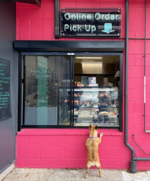 Adriano Zumbo Instagram - Our favourite kind of customer 🐶 checking out our treats 😋
#zumbotest #zumbo #puppylove #puppy #love
📷: @ezrecognise