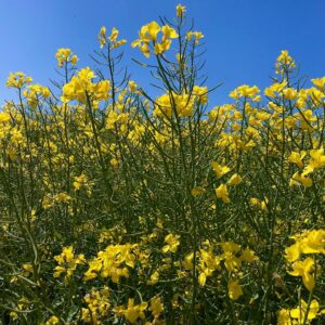 Agata Buzek Instagram - Cały Dolny Śląsk kwitnie na żółto dla mnie! 🌼Oszałamiające! ☀️Piękny region, jak wiele innych w Polsce. Cieszę się z moich podróży do pracy!☀️🌼☀️ #ilovemycountry #poland #greatcountry #dolnyśląsk #rzepakowepole #rzepak #rzepakowelove #yellow #yellowmylove #żółty #podróżedopracy
