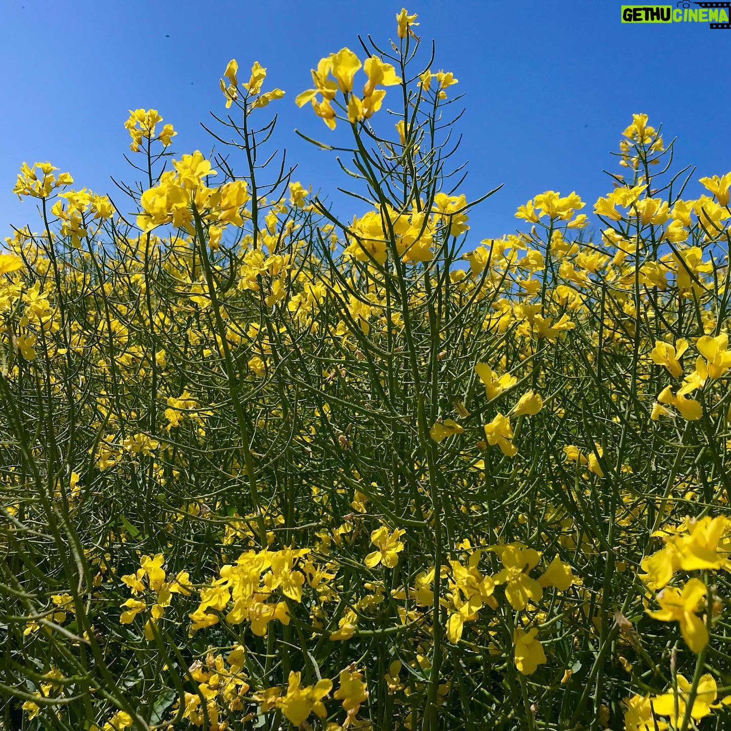 Agata Buzek - 1.3K Likes - Cały Dolny Śląsk kwitnie na żółto dla mnie! 🌼Oszałamiające! ☀️Piękny region, jak wiele innych w Polsce. Cieszę się z moich podróży do pracy!☀️🌼☀️ #ilovemycountry #poland #greatcountry #dolnyśląsk #rzepakowepole #rzepak #rzepakowelove #yellow #yellowmylove #żółty #podróżedopracy