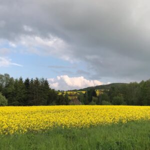 Agata Buzek Instagram - Cały Dolny Śląsk kwitnie na żółto dla mnie! 🌼Oszałamiające! ☀️Piękny region, jak wiele innych w Polsce. Cieszę się z moich podróży do pracy!☀️🌼☀️ #ilovemycountry #poland #greatcountry #dolnyśląsk #rzepakowepole #rzepak #rzepakowelove #yellow #yellowmylove #żółty #podróżedopracy