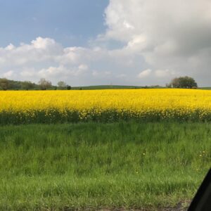 Agata Buzek Instagram - Cały Dolny Śląsk kwitnie na żółto dla mnie! 🌼Oszałamiające! ☀️Piękny region, jak wiele innych w Polsce. Cieszę się z moich podróży do pracy!☀️🌼☀️ #ilovemycountry #poland #greatcountry #dolnyśląsk #rzepakowepole #rzepak #rzepakowelove #yellow #yellowmylove #żółty #podróżedopracy