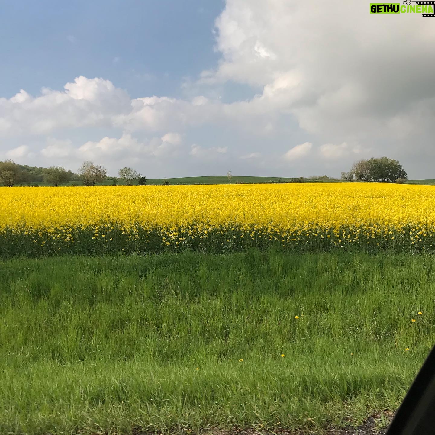 Agata Buzek - 1.3K Likes - Cały Dolny Śląsk kwitnie na żółto dla mnie! 🌼Oszałamiające! ☀️Piękny region, jak wiele innych w Polsce. Cieszę się z moich podróży do pracy!☀️🌼☀️ #ilovemycountry #poland #greatcountry #dolnyśląsk #rzepakowepole #rzepak #rzepakowelove #yellow #yellowmylove #żółty #podróżedopracy