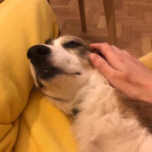 Agata Buzek Instagram - Dziękuję Ci, Helenko, za wszystko czego mnie uczysz. Za Twoją cierpliwość, za nieustanną pogodę ducha, za Twoją Miłość! 💛 Życzymy wszystkim Psom aby znalazły dobrych ludzi. Życzymy głaskania, zabawy, pełnego brzuszka, spokojnego snu i bezpieczeństwa. @helena_my_life_after_adoption #dzieńpsa #pies #pieseczkowa #helena #helenathedog #niekupujadoptuj #najlepszyprzyjaciel #bestfriend
