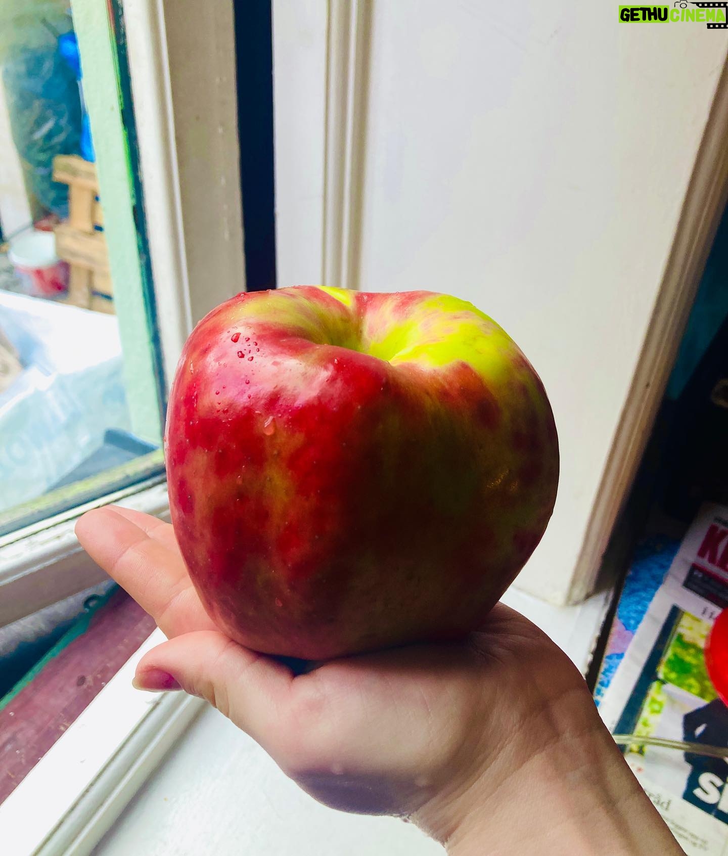 Agnes Born - 438 Likes - Big apple!
I just love autumn🍂
.
.
.
.
.
.
#gravenstein#bigapple#autumn#harvest#norwegianapple#october#apples#norskeepler#norskmat#høstmat#smellslikeheaven#picoftheday#norge#norway