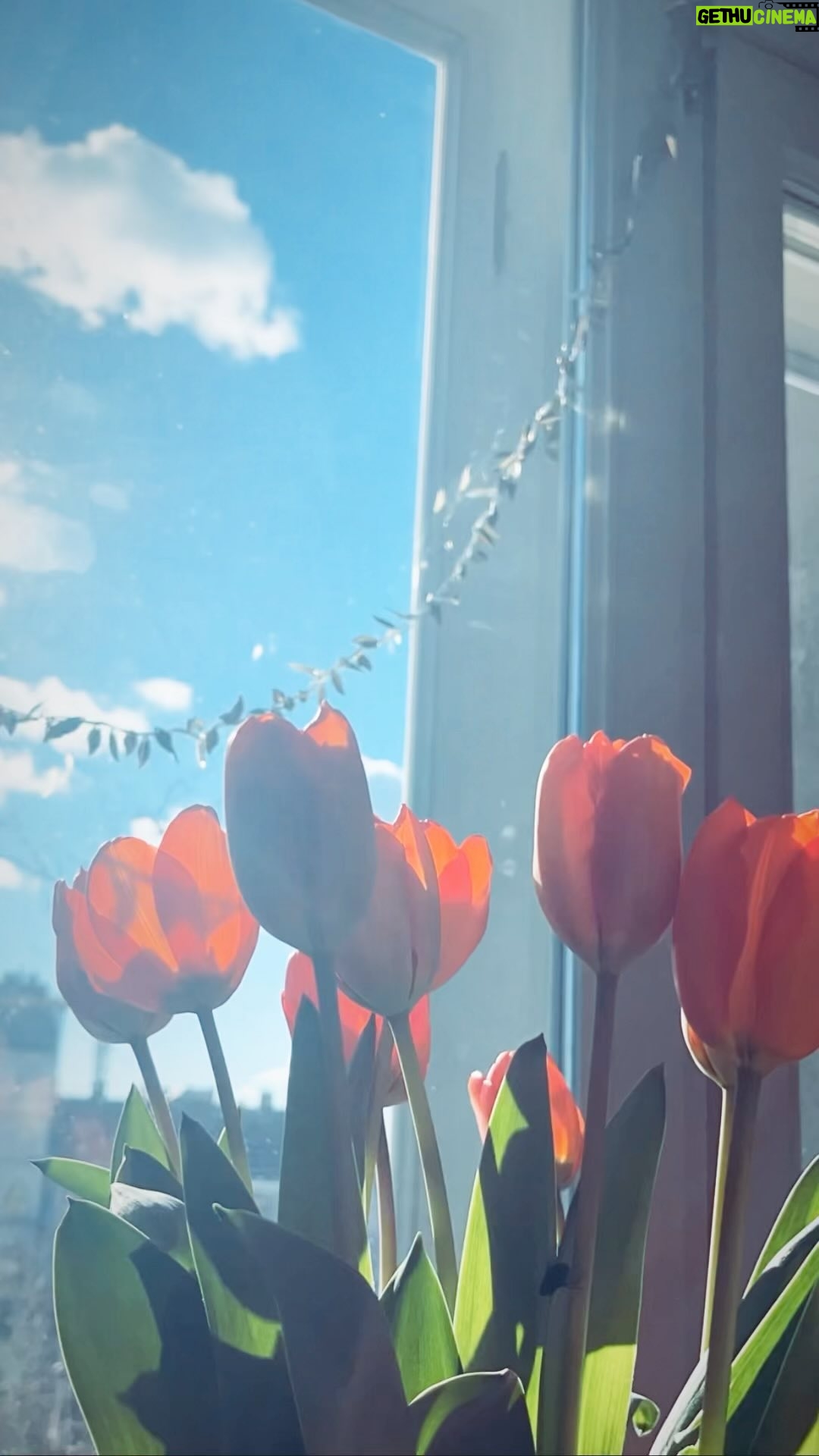 Agnes Born - 1K Likes - Waiting for spring 🌷
#hanszimmer#time#tranquility#springintheair#tulips