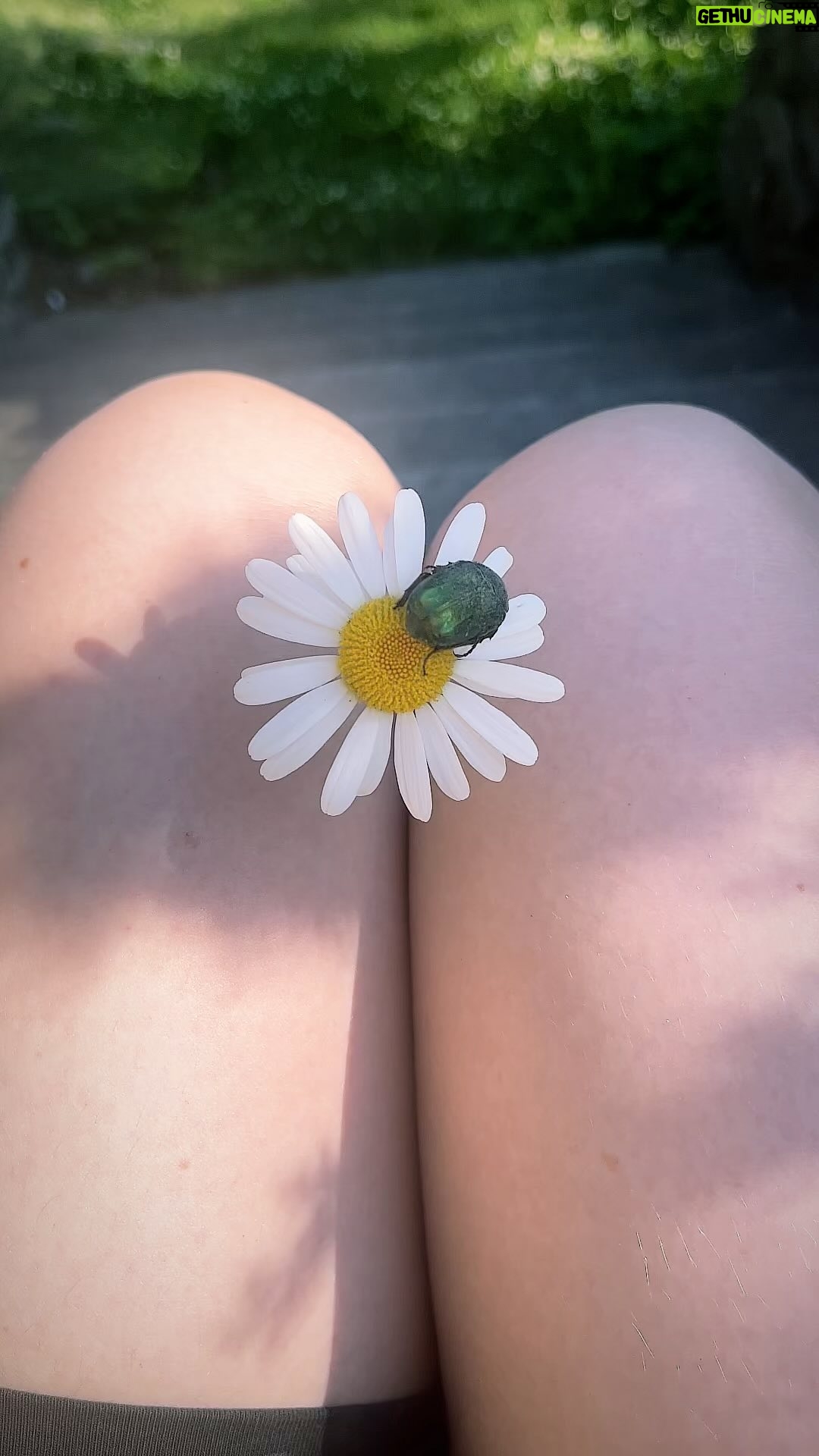 Agnes Born - 695 Likes - Scarabaeoidea 🪲
#scarabidae#beautifulbugs#bello