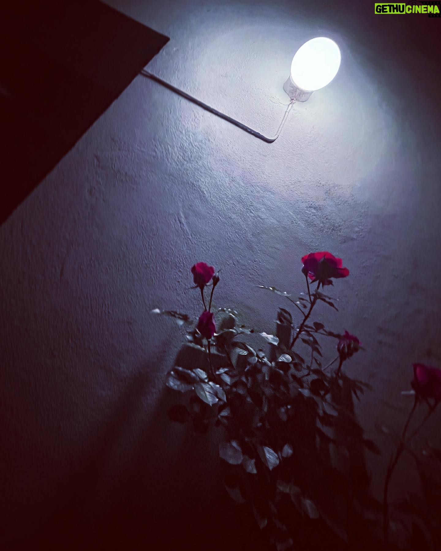 Agnes Born - 397 Likes - 🌙🥀
.
.
.
.
.
.
#midnight#roses#bellanotte#backyard#beauty#nighttime#oslove#oslo