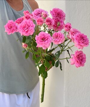 Agustín Galiana Instagram - Vive le PRINTEMPS 🌸 et vive mon rosier qui fait des bouquets  entiers et déjà tous prêts  dans une seule branche 🌸 

#fleurs #roses #rose #rosesrose #printemps #bonheur #monjardin #chezmoi #rosier #espagne #maisoncampagne #rosa #rosarosa #rose #primavera