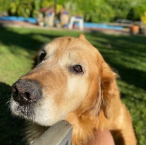 Agustín Sierra Instagram - Hoy lamentablemente me tocó despedir al Panza ❤️‍🩹

Solo quiero agradecerle a la vida por tu compañía y dulzura infinita. Nunca paraste de pedir una carícia y donde hubo fuego o asado ahí estuviste, firme junto al pueblo. 
El famoso perro con cresta 💘 el que usaba la pileta los 365 días del año, sin importar que esté podrida  o que hagan 2 grados bajo cero. 

Gracias por tanto amor del bueno, fuiste lo más de lo más Panza querido! se te va a extrañar mucho por acá🦁♾️🧡