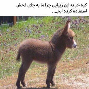 Ahoo Kheradmand Instagram - در تاریخ سالانه جهانی ۸ می به الاغ ،این حیوان معصوم تعلق  دارد.
حیوانات را دوست بداریم.
#روزجهانی_الاغ 
#باحیوانات_مهربان_باشیم #حیوانات #مهربانی_را_بیاموزیم 
#worlddonkeyday #donky #animal #animallovers