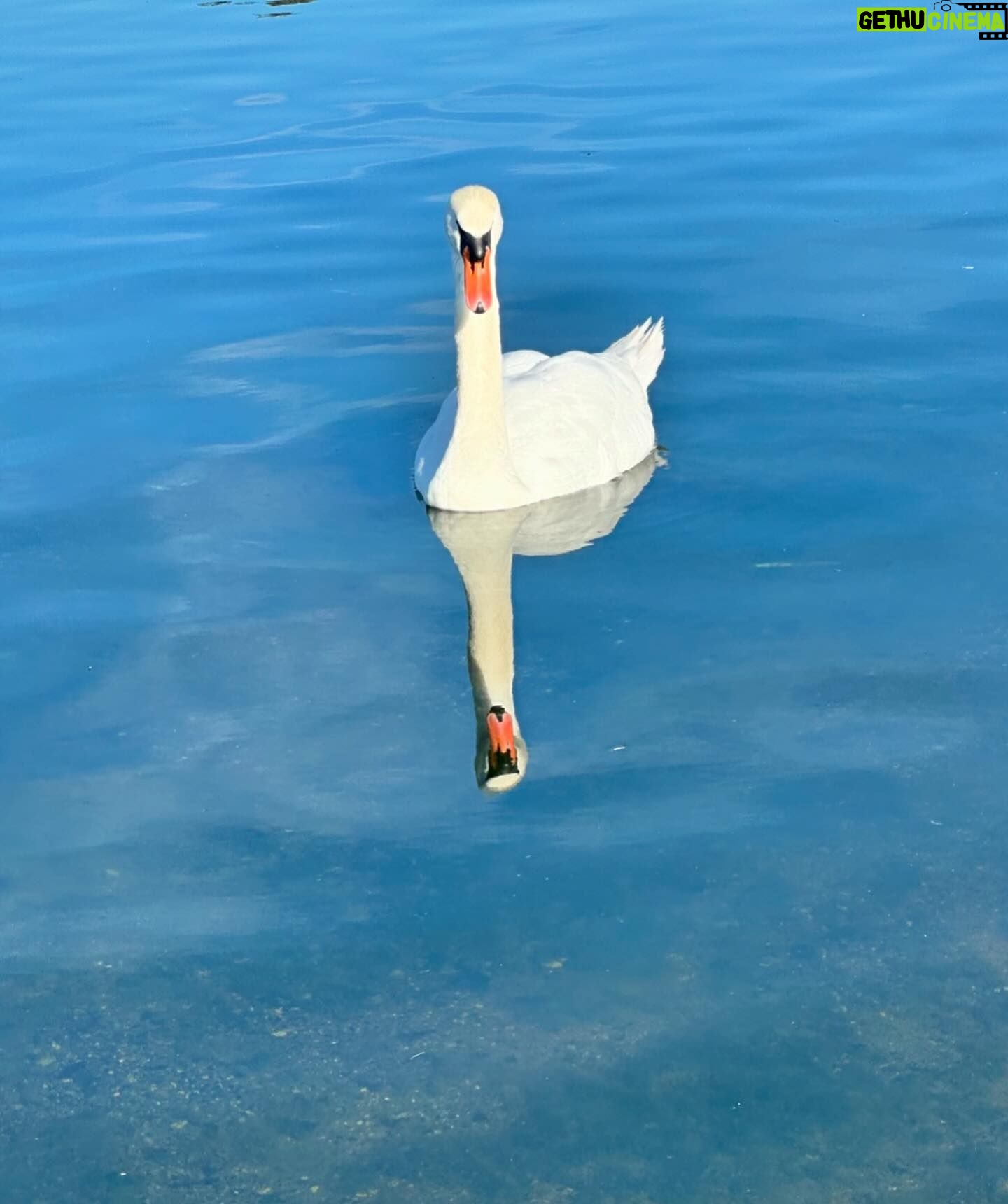 Aida Economu - 2.7K Likes - zahăr pudră și mai ales vreau să precizez că nu cred în weekend 🦢