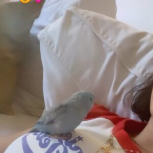 Aitana Rinab Perez Instagram - My sweet Panchito and I always share a birthday. Today would have been our birthday but sadly & surprisingly yesterday morning when I went to wake him up he had passed away. My heart is broken. I love you forever my little baby sidekick 💔 rip 🦜 thanks for being the best friend to always cheer me up. I’ll miss you so much