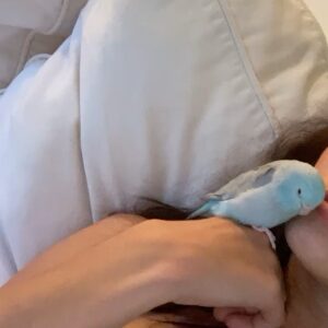 Aitana Rinab Perez Instagram - My sweet Panchito and I always share a birthday. Today would have been our birthday but sadly & surprisingly yesterday morning when I went to wake him up he had passed away. My heart is broken. I love you forever my little baby sidekick 💔 rip 🦜 thanks for being the best friend to always cheer me up. I’ll miss you so much