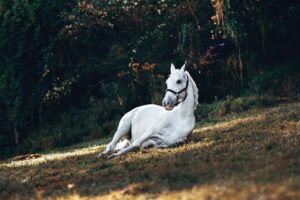 Aixa Villagrán Instagram - La naturaleza dotó al humano de un cerebro privilegiado para ser el más idiota.
Caballos desplomándose en el suelo, muriendo, agonizando a expensas de que los pijos borrachos bailen, beban y coman hasta vomitar. La élite andaluza trajeada y perfumada matando bestias importándoles un pito ser más bestias que las bestias. Es vergonzoso, deprimente y un sinfín de calificativos que definen el patetismo de la Feria De Sevilla. Muchos no participáis en semejante aberración y lamentablemente os salpica porque el ejemplo que da el @ayto_sevilla de estas fiestas se reduce a un circo medieval.

Podéis lincharme, nada me romperá más el corazón que las imágenes que veo.
