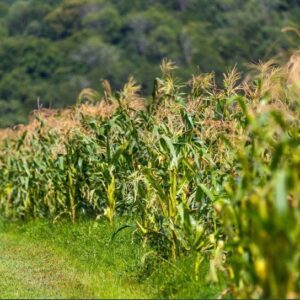 Al Gore Instagram - My earliest lessons on the environment were at my family farm. Learning about the fragile balance of life on this land inspired my work to protect it. This #EarthDay, let us appreciate the natural world around us and renew our commitment to safeguarding humanity's only home.
